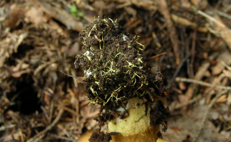 Facciamo due passi tra gli abeti